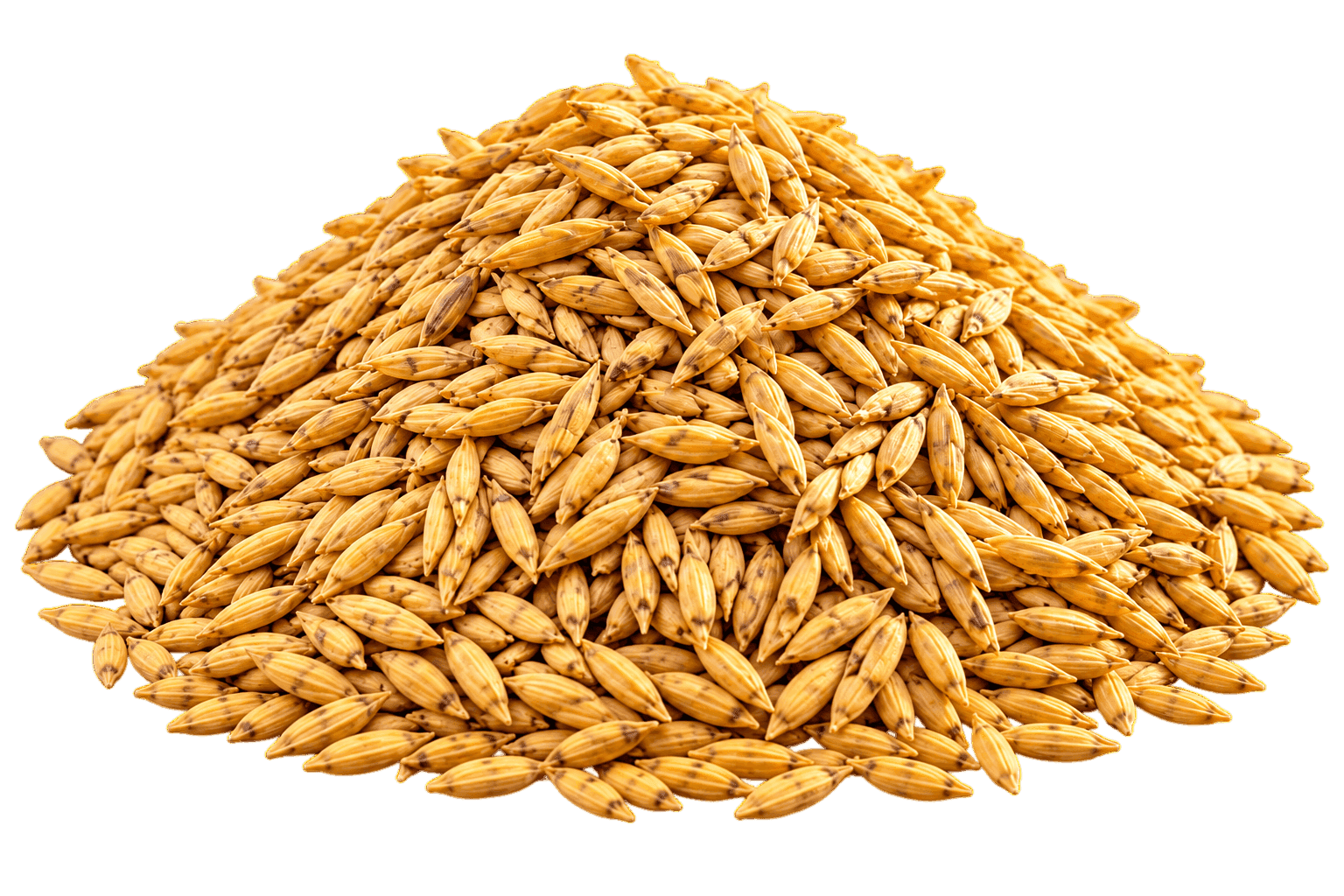 Paddy from farmers