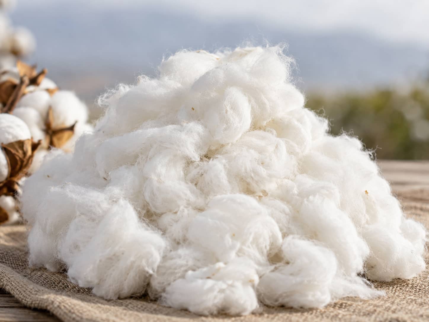 Cotton Lint