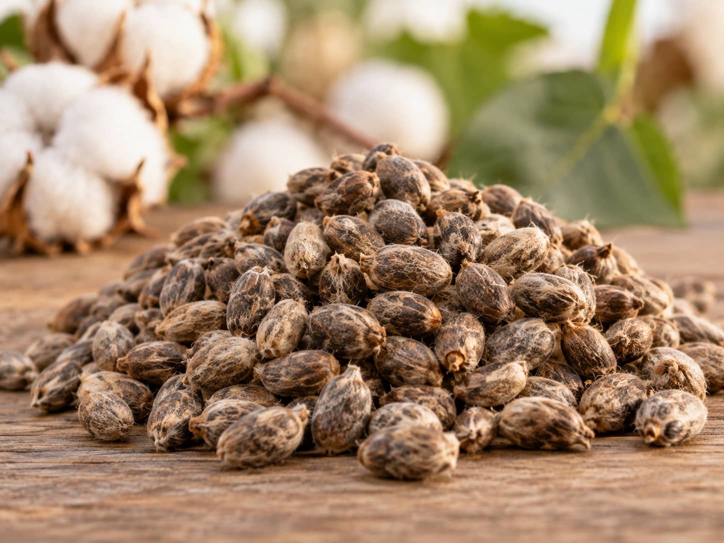 Cotton Seed